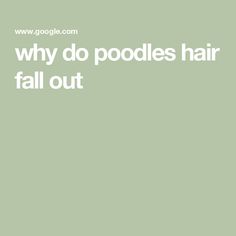 the words why do poodles hair fall out? are in white letters on a green background