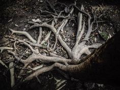 the roots of some trees are exposed on the ground