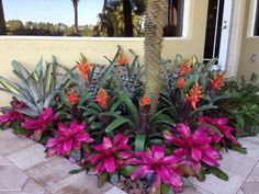 some pink flowers and green plants in front of a building with palm trees on the other side