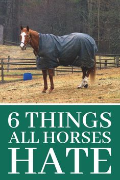 Horse Jobs, Horse Education, Roping Dummy, Horse Shelter, Horse Care Tips, Horse Facts