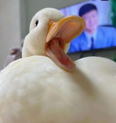 a white duck with its mouth open in front of a television