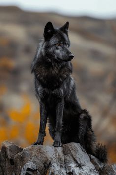 a black dog sitting on top of a rock