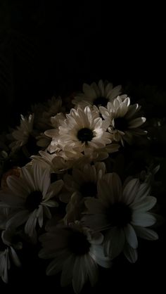 some white flowers are in the dark and black background with light coming from behind them