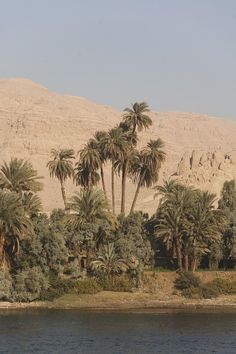 palm trees line the bank of a river in front of a rocky mountain range and desert landscape