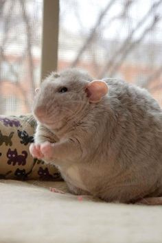 a small rodent sitting on top of a pillow