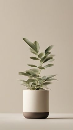 a potted plant sitting on top of a table