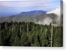 a forest with mountains in the background and fog coming from the trees to the ground