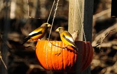 two birds perched on top of a pumpkin hanging from a tree branch with another bird in the background