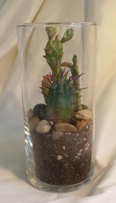 a glass vase filled with rocks and a cactus