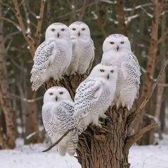 five white owls sitting on top of a tree in the snow