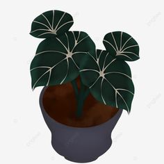 a potted plant with green leaves on the top and brown bottom, illustration, cartoon png and psd