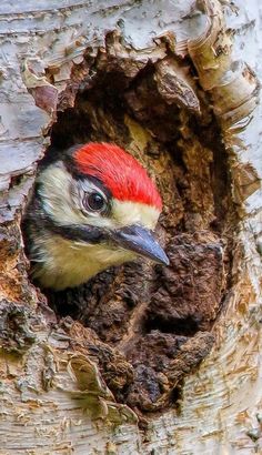 a red and white bird is poking its head out of a hole in a tree