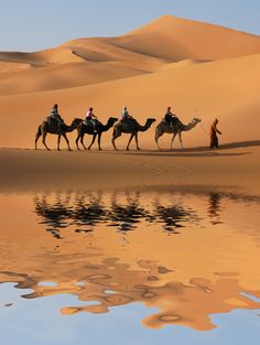 three people riding camels in the desert with water and sand dunes behind them,