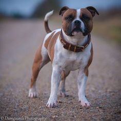 a brown and white dog standing on top of a dirt road