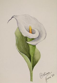 a drawing of a white flower with green leaves on the bottom and yellow stamen