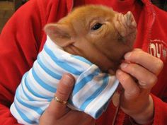 a person holding a small baby animal wrapped in a blue and white striped blanket with its mouth open