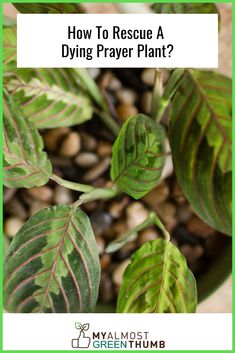 a plant with green leaves and the words how to rescue a dying prayer plant?