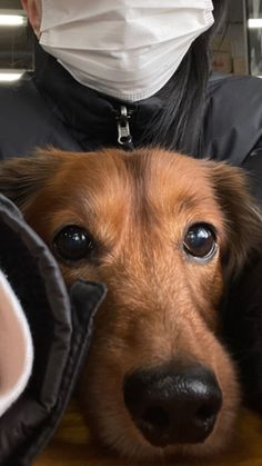 a person wearing a face mask and holding a dog in their lap with it's head resting on the table