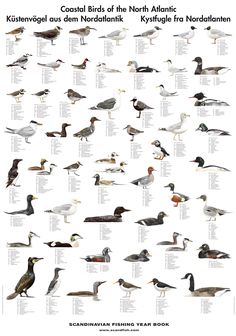 a poster with different kinds of birds on it's sides and the names of them