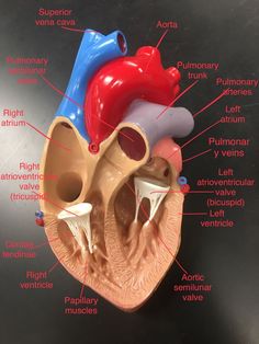 an image of a human heart with labels on the side and labeled parts labelled in english