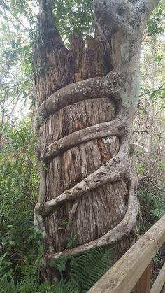 a large tree with vines growing on it's trunk