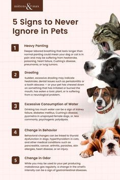 the five signs to never ignore in pets are shown with dogs and cats on them