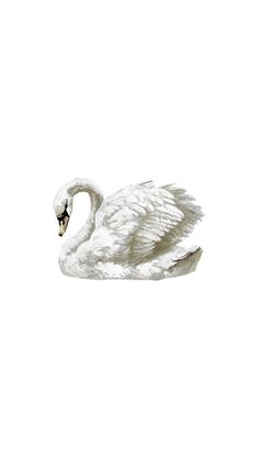 a white swan floating on top of water with its wings spread out and it's head turned to the side