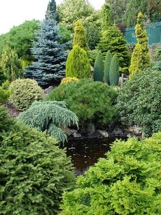 many different types of trees and shrubs in a garden