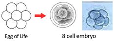 an egg cell is shown in the diagram above and below it's eggshells