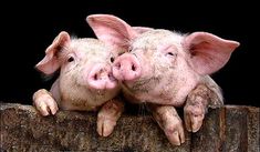 two pigs cuddle together on top of a wooden fence post in front of a black background