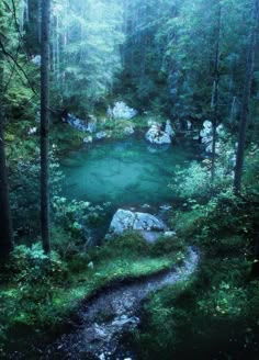 a small pond in the middle of a forest