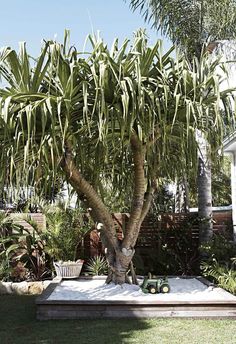 a large tree in the middle of a yard