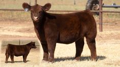 a brown cow standing next to a baby calf on top of a dry grass field