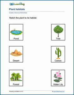 plants and animals worksheet for kids to learn about the different types of plants