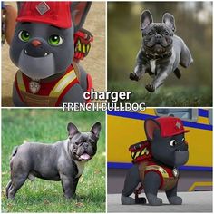 three pictures of dogs in different poses with caption that says, charger french bulldog