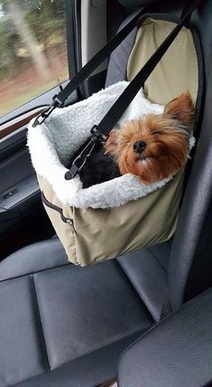 a small dog is sitting in a pet carrier on the back seat of a car