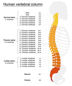 33 Vertebrae, Vertebral Column Anatomy, Human Vertebrae, Joints Anatomy, Vertebral Column, Thoracic Vertebrae, Medical Study, Medical Memes, Remedial Massage