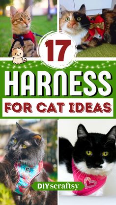 the cover of 17 harnesss for cat ideas