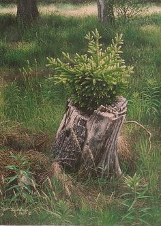 a tree stump with a plant growing out of it in the middle of some grass