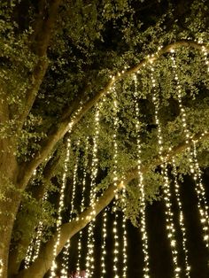 a large tree covered in lots of white lights