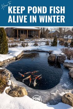 there is a pond with fish in it and the words keep pond fish alive in winter