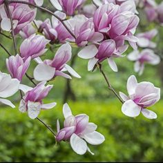 purple and white flowers are blooming on the tree