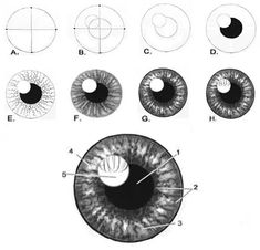 an eye diagram showing the different parts of the iris's eyes and how to see them