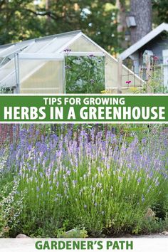 a garden filled with lots of purple flowers and plants next to a building that says tips for growing herbs in a greenhouse