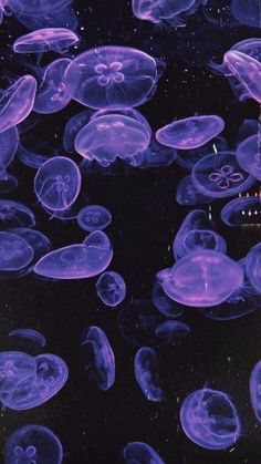 many purple jellyfish floating in the water