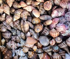 many different types of seashells are grouped together