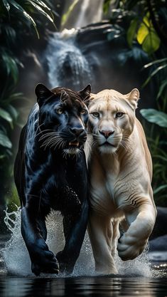 two white and black tigers running through water in front of a waterfall with green leaves