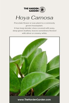 Bring a touch of elegance and fragrance to your space with Hoya Carnosa! 🌱 Known for its waxy, star-shaped flowers and trailing vines, this hardy and low-maintenance plant is perfect for adding charm to your indoor garden. Thrives in bright, indirect light and is a great addition for both seasoned and beginner plant lovers.
​
​#HoyaCarnosa #WaxPlant #Houseplants #IndoorPlants #PlantLovers #TropicalVibes #GreenLiving #LowMaintenancePlants #IndoorGarden #TrailingPlants