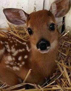 a baby deer laying on top of hay next to a wooden fence with white paint