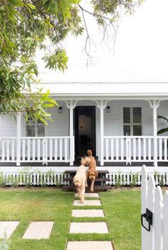 two dogs are playing in front of a house with white picket fence and green grass